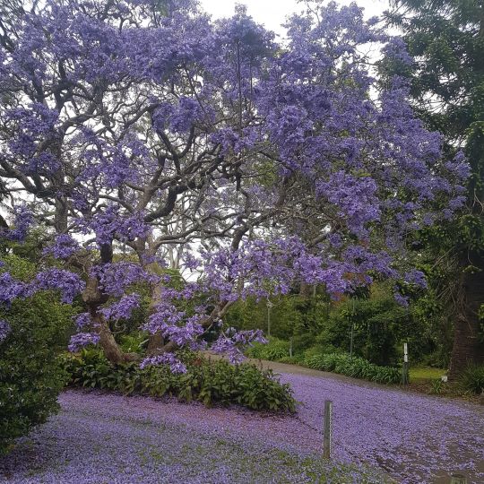 0_9282_19Feb2023114419_Jacaranda  What's On.jpg